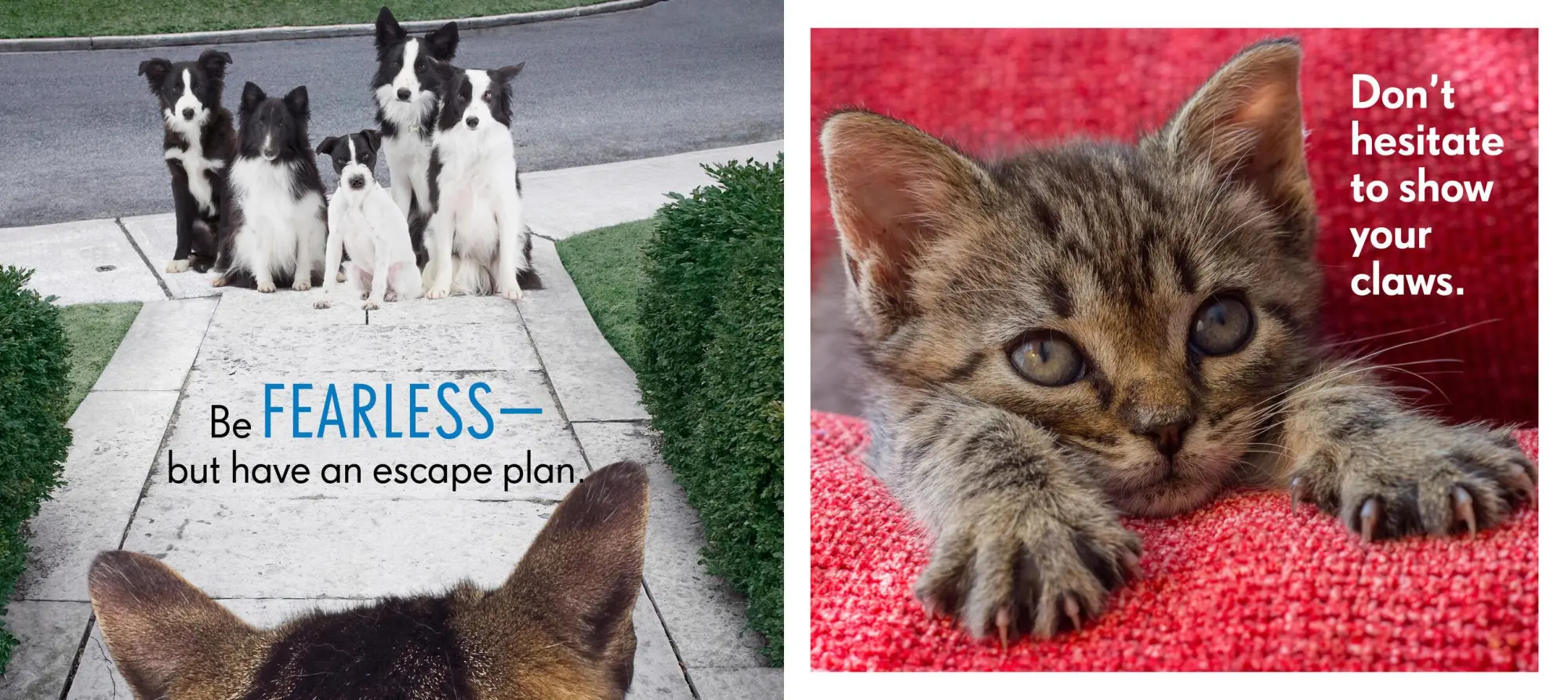 Bild: 9781523501489 | Really Important Stuff My Cat Has Taught Me | Cynthia L Copeland
