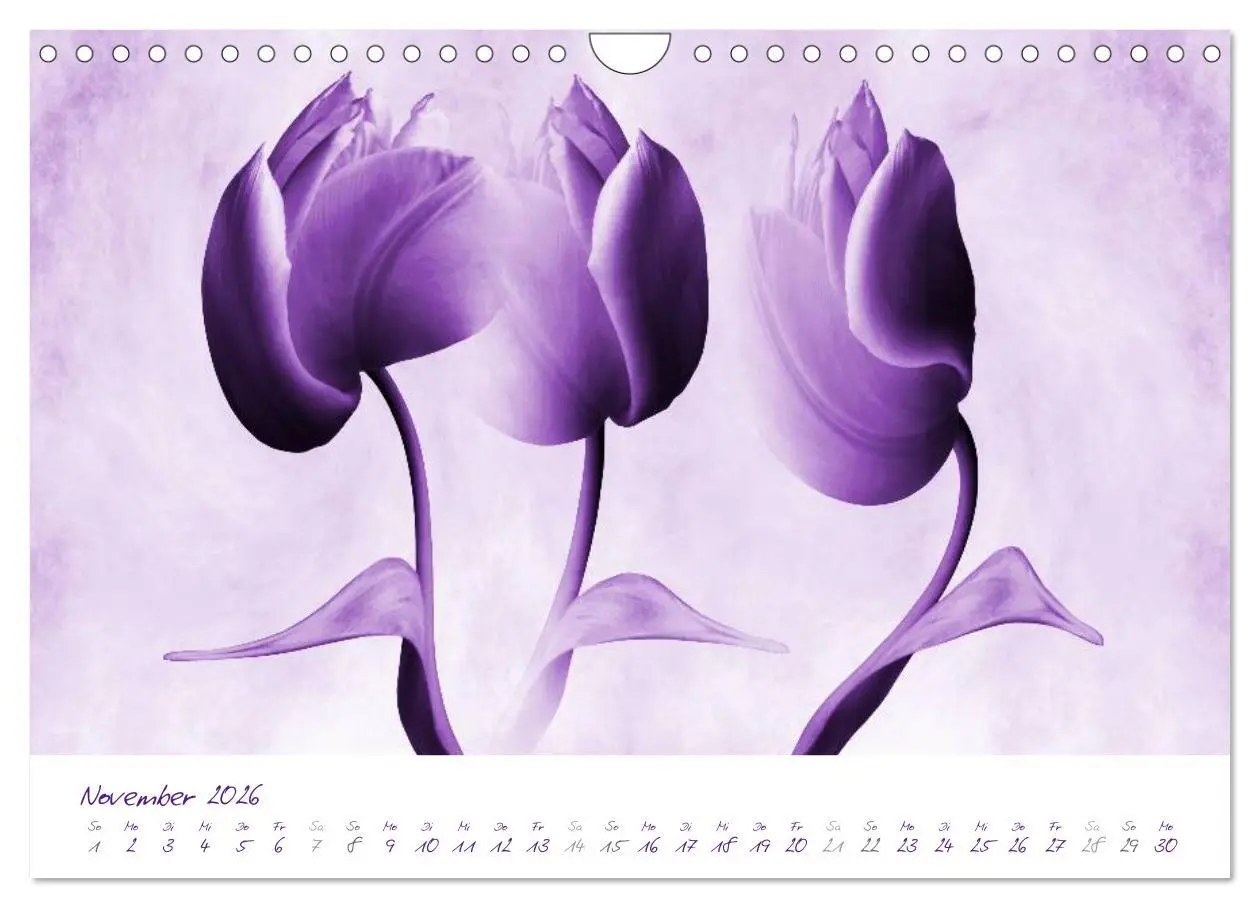 Bild: 9783516231489 | Lila Blüten (Wandkalender 2026 DIN A4 quer), CALVENDO Monatskalender