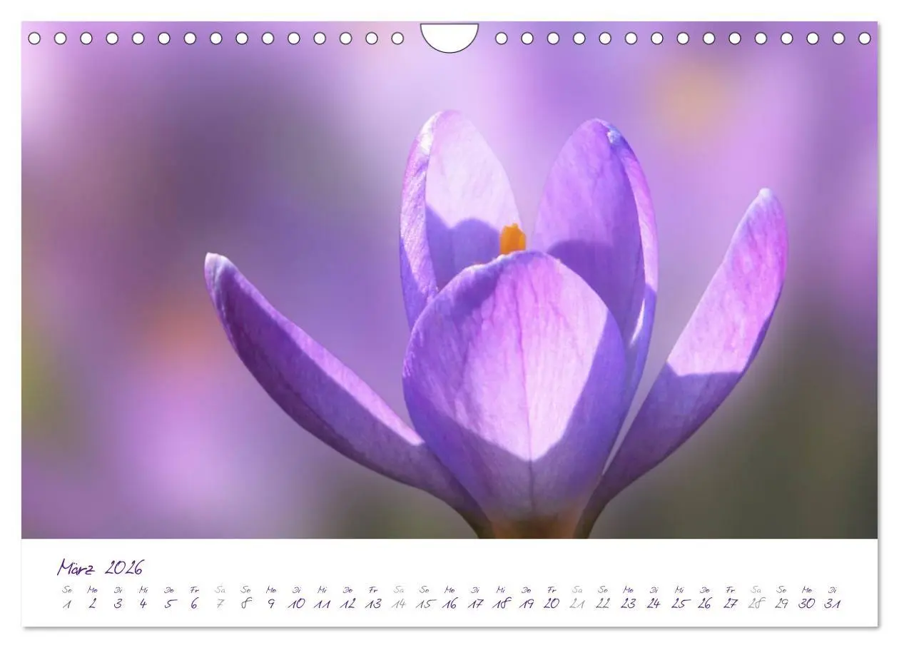 Bild: 9783516231489 | Lila Blüten (Wandkalender 2026 DIN A4 quer), CALVENDO Monatskalender