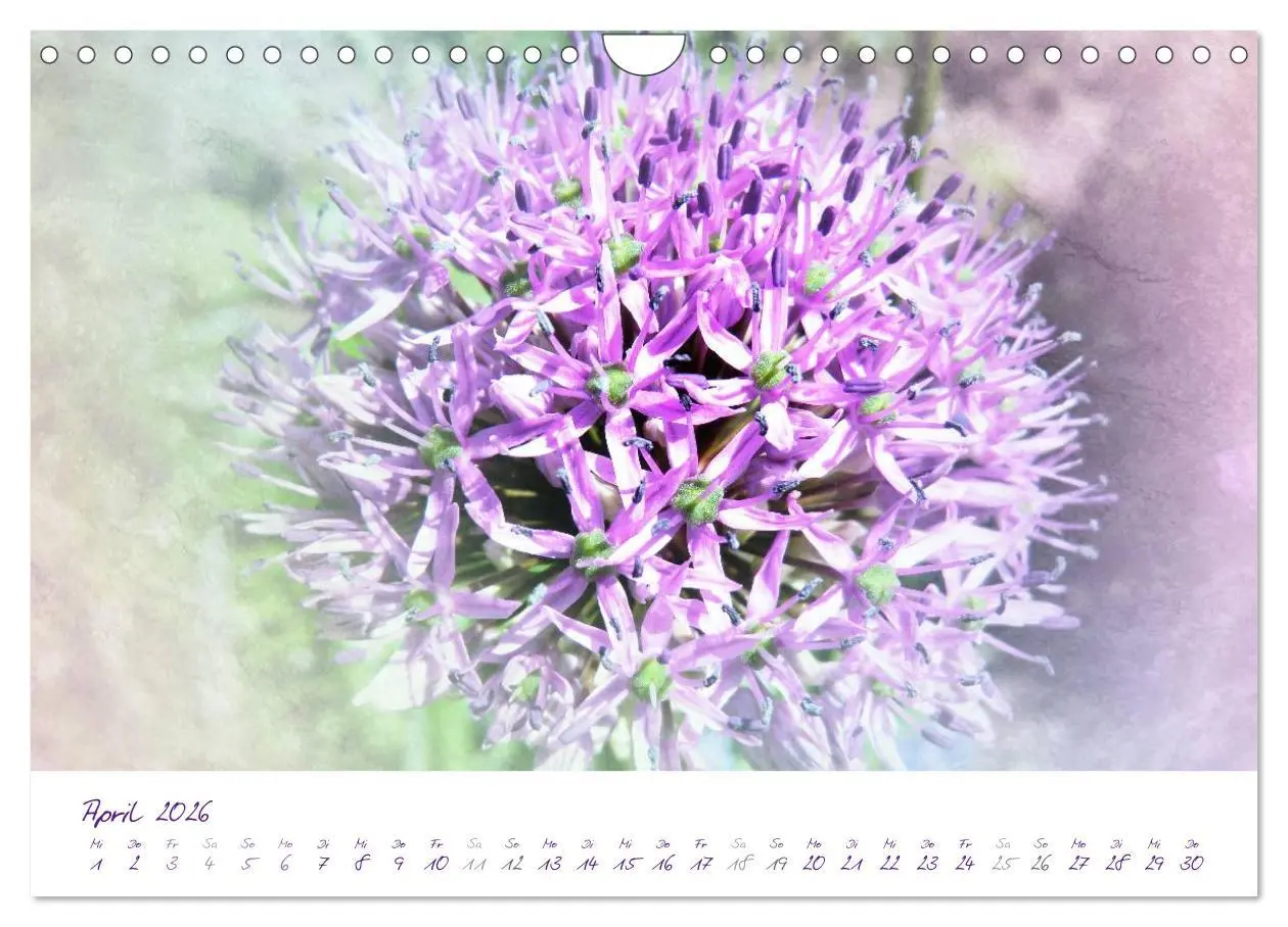 Bild: 9783516231489 | Lila Blüten (Wandkalender 2026 DIN A4 quer), CALVENDO Monatskalender