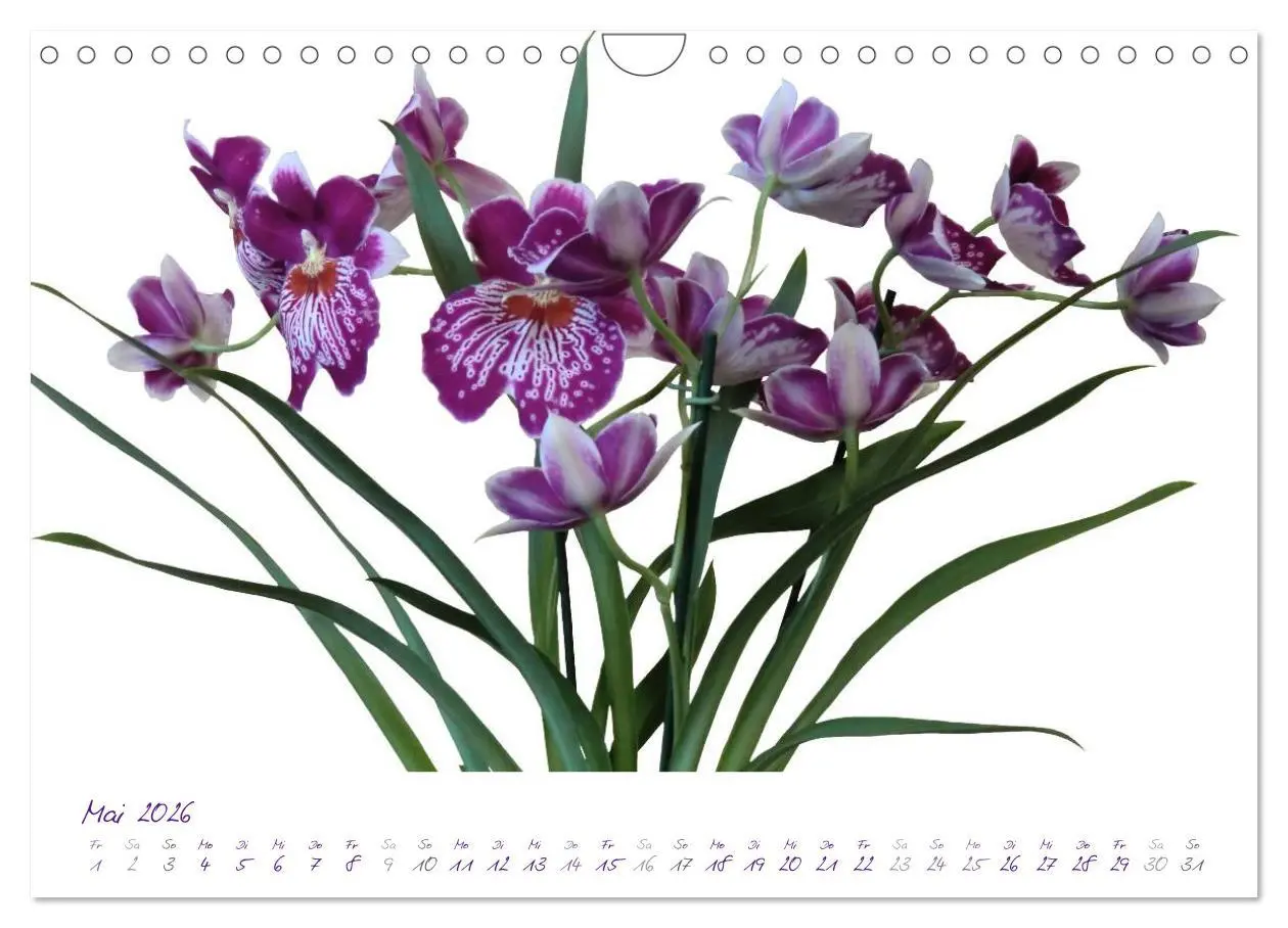 Bild: 9783516231489 | Lila Blüten (Wandkalender 2026 DIN A4 quer), CALVENDO Monatskalender