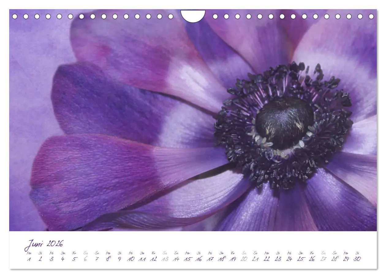 Bild: 9783516231489 | Lila Blüten (Wandkalender 2026 DIN A4 quer), CALVENDO Monatskalender