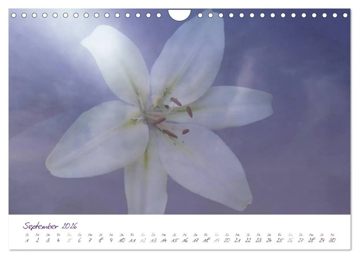 Bild: 9783516231489 | Lila Blüten (Wandkalender 2026 DIN A4 quer), CALVENDO Monatskalender