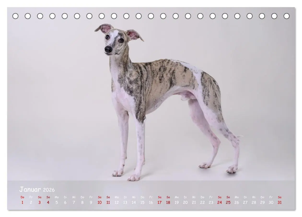 Bild: 9783457511589 | Whippets - Seelenhunde fürs Leben (Tischkalender 2026 DIN A5 quer),...
