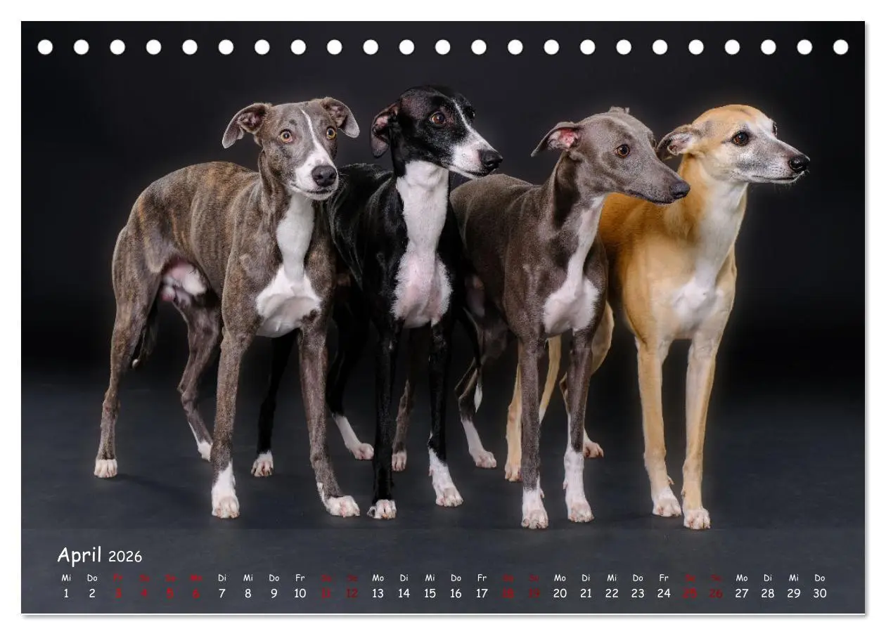 Bild: 9783457511589 | Whippets - Seelenhunde fürs Leben (Tischkalender 2026 DIN A5 quer),...