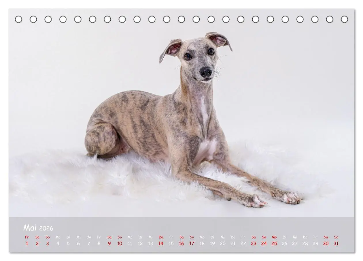 Bild: 9783457511589 | Whippets - Seelenhunde fürs Leben (Tischkalender 2026 DIN A5 quer),...