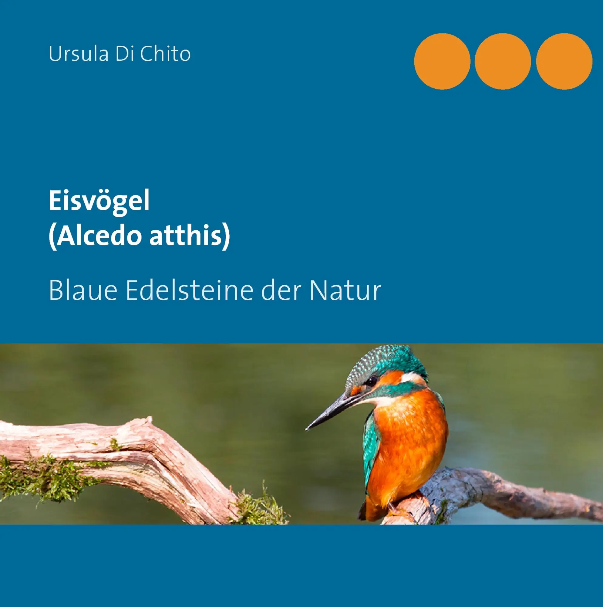 Cover: 9783738601589 | Eisvögel (Alcedo atthis) | Blaue Edelsteine der Natur | Chito | Buch