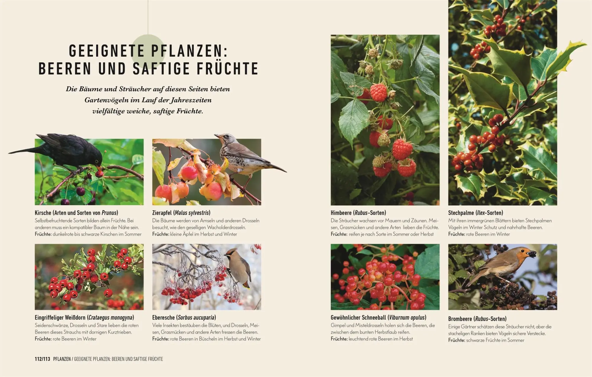 Bild: 9783831041589 | So locke ich Vögel in meinen Garten | Dan Rouse | Buch | 192 S. | 2021