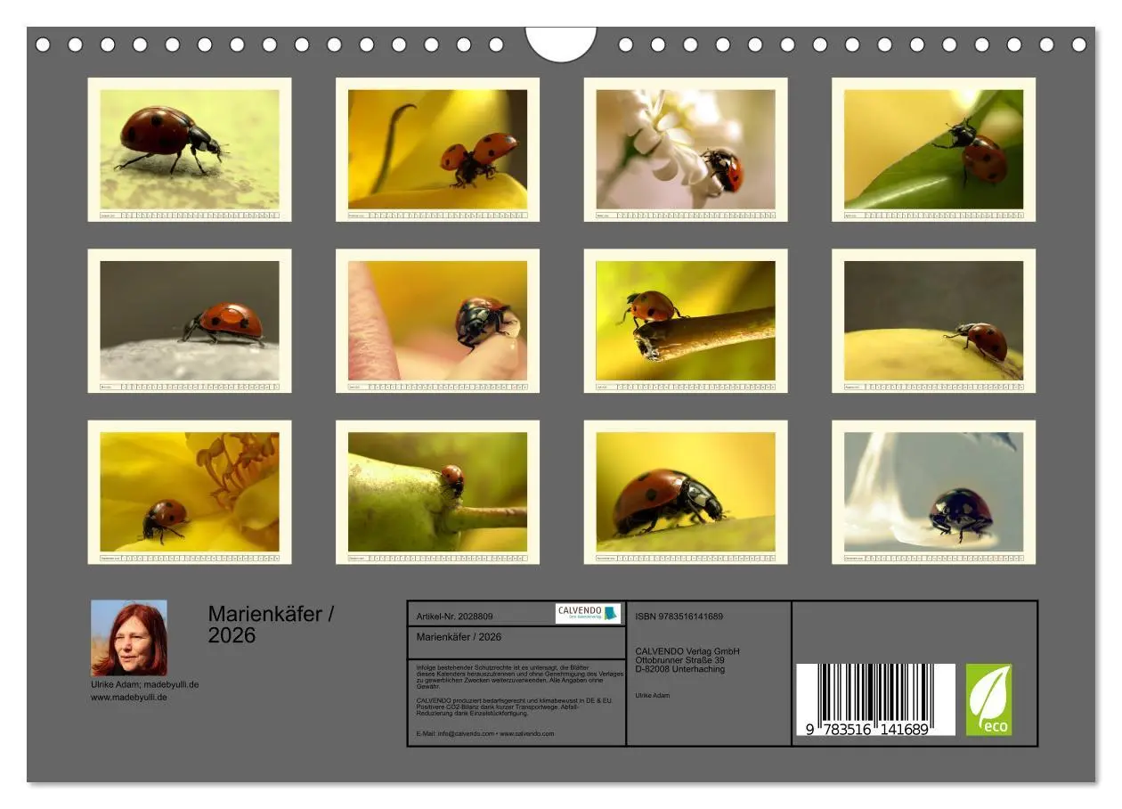Bild: 9783516141689 | Marienkäfer / 2026 (Wandkalender 2026 DIN A4 quer), CALVENDO...