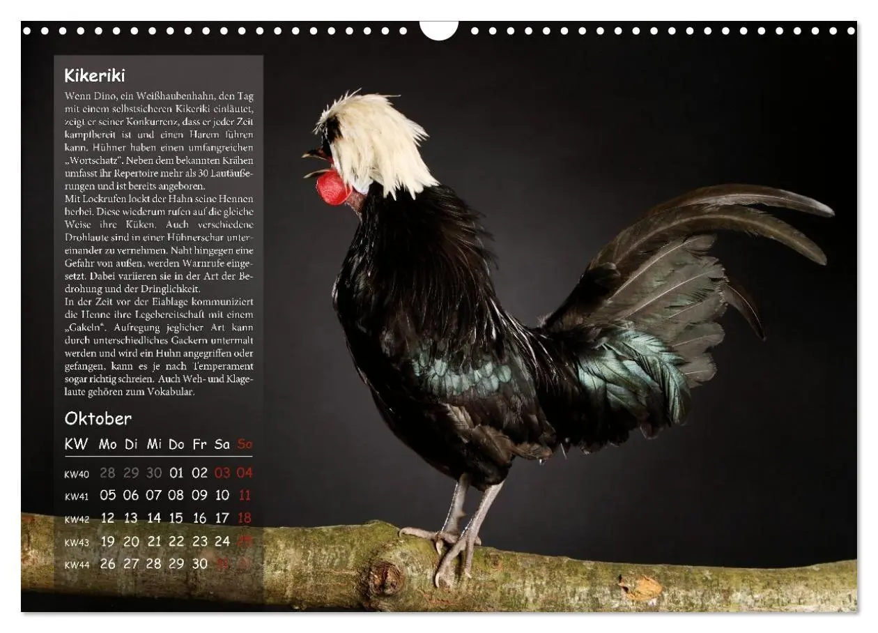 Bild: 9783516691689 | Von der Einzigartigkeit der Hühner 2026 (Wandkalender 2026 DIN A3...
