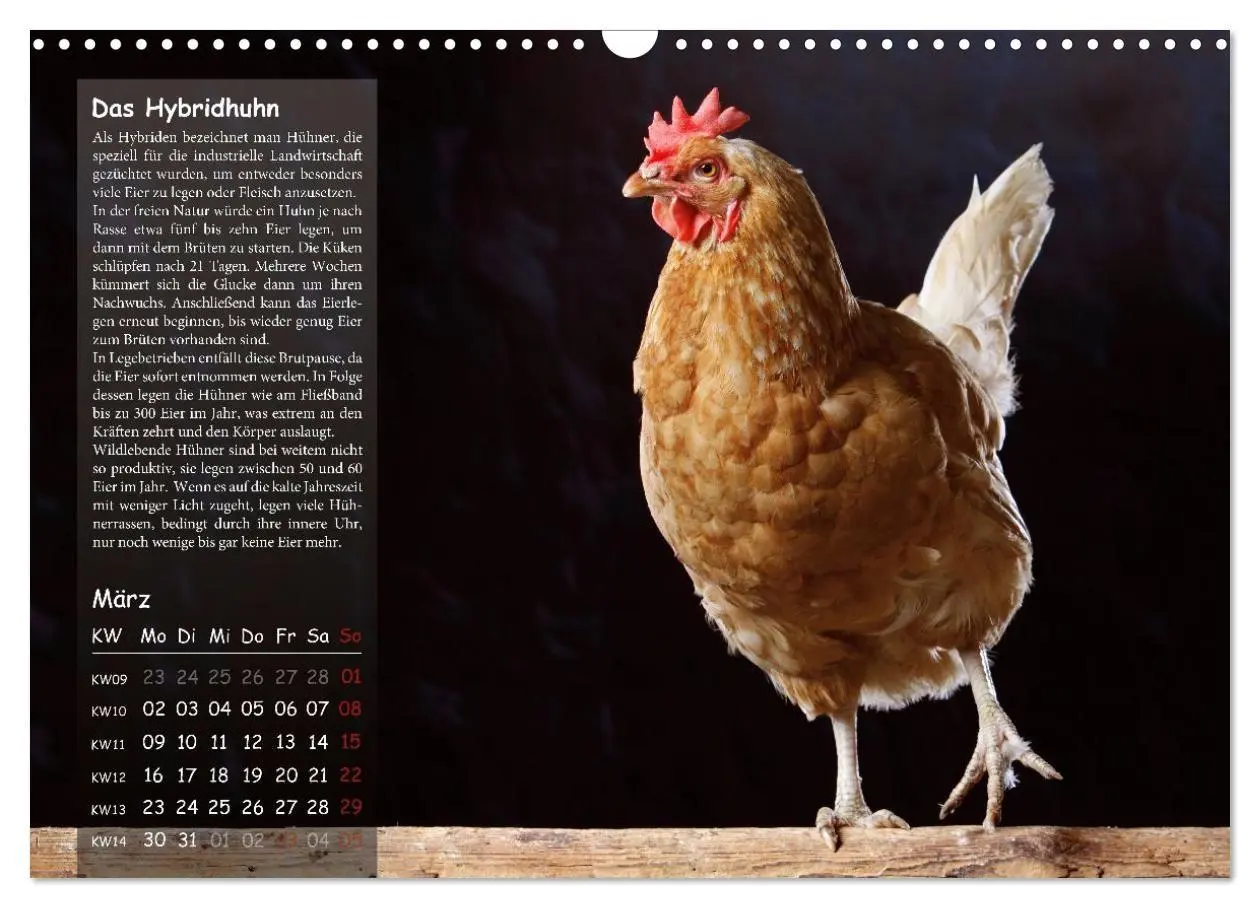 Bild: 9783516691689 | Von der Einzigartigkeit der Hühner 2026 (Wandkalender 2026 DIN A3...