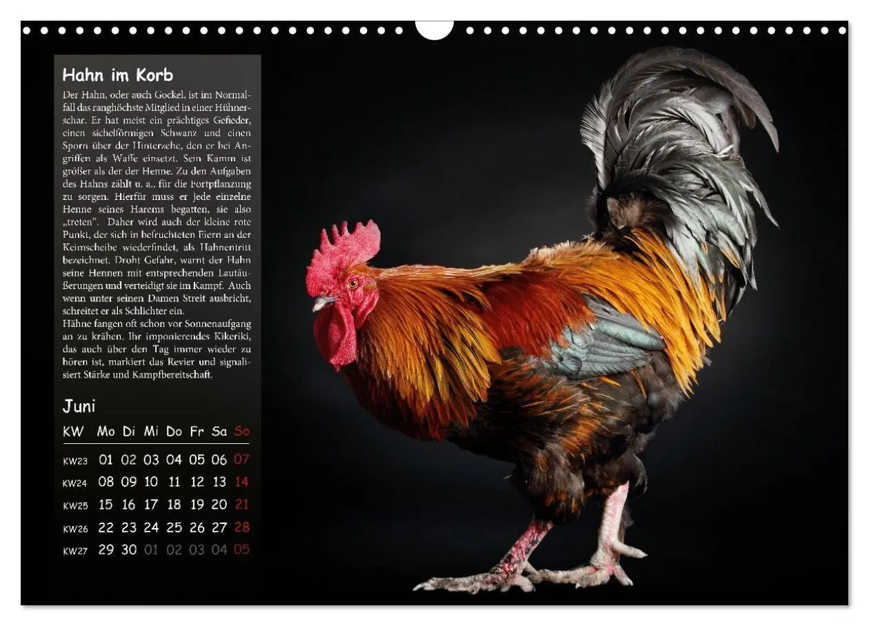 Bild: 9783516691689 | Von der Einzigartigkeit der Hühner 2026 (Wandkalender 2026 DIN A3...