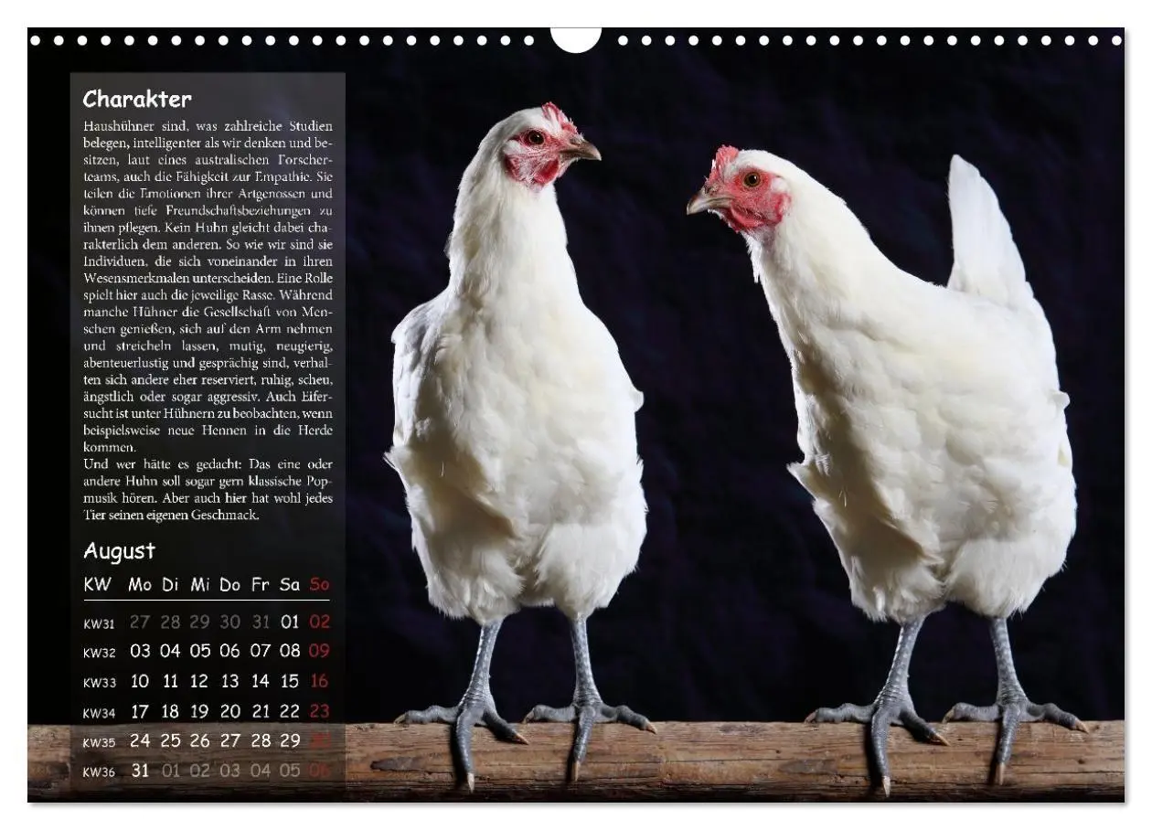 Bild: 9783516691689 | Von der Einzigartigkeit der Hühner 2026 (Wandkalender 2026 DIN A3...