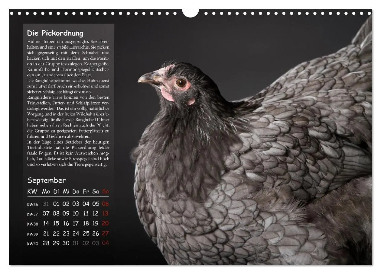 Bild: 9783516691689 | Von der Einzigartigkeit der Hühner 2026 (Wandkalender 2026 DIN A3...