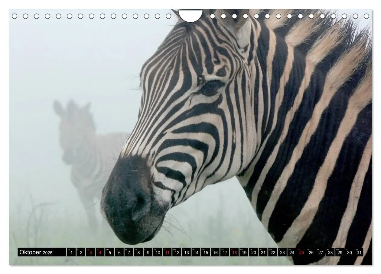 Bild: 9783516131789 | Zebras - Ungezähmte Kraft (Wandkalender 2026 DIN A4 quer), CALVENDO...