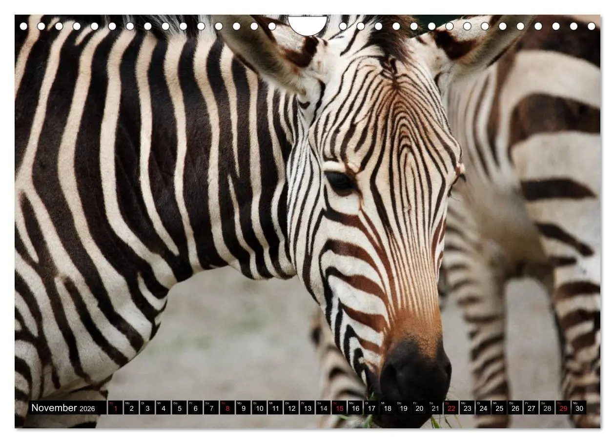 Bild: 9783516131789 | Zebras - Ungezähmte Kraft (Wandkalender 2026 DIN A4 quer), CALVENDO...