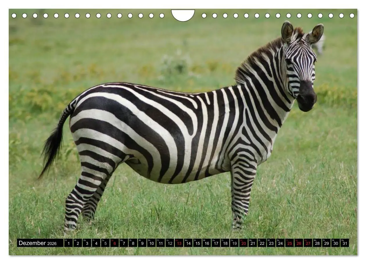 Bild: 9783516131789 | Zebras - Ungezähmte Kraft (Wandkalender 2026 DIN A4 quer), CALVENDO...