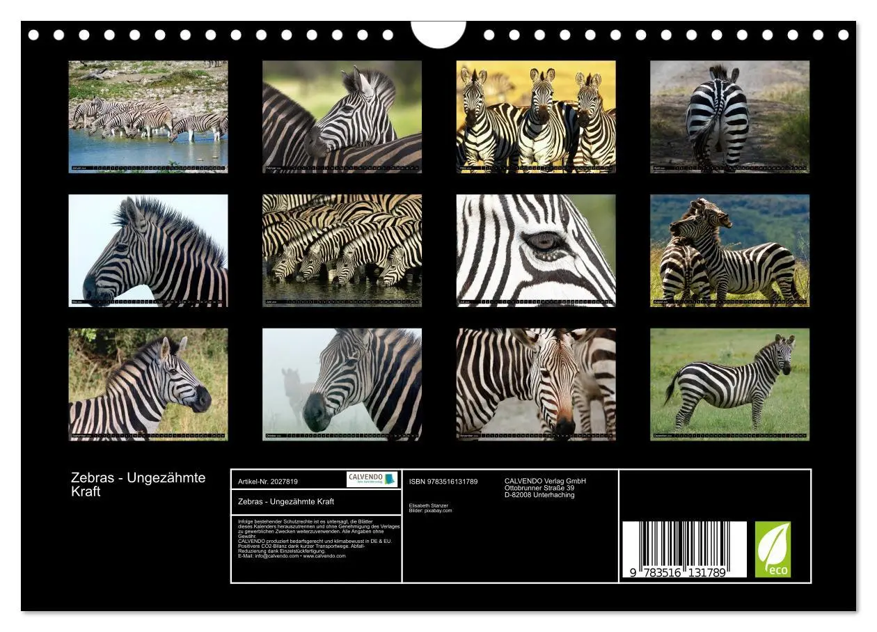 Bild: 9783516131789 | Zebras - Ungezähmte Kraft (Wandkalender 2026 DIN A4 quer), CALVENDO...
