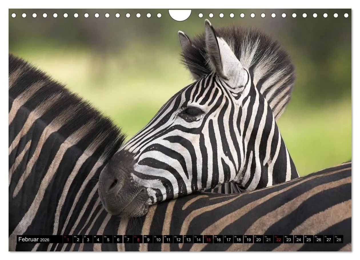 Bild: 9783516131789 | Zebras - Ungezähmte Kraft (Wandkalender 2026 DIN A4 quer), CALVENDO...