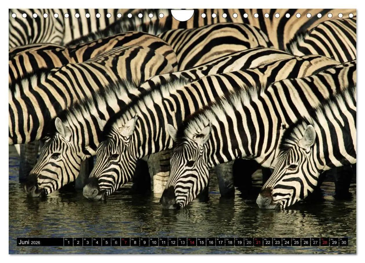 Bild: 9783516131789 | Zebras - Ungezähmte Kraft (Wandkalender 2026 DIN A4 quer), CALVENDO...