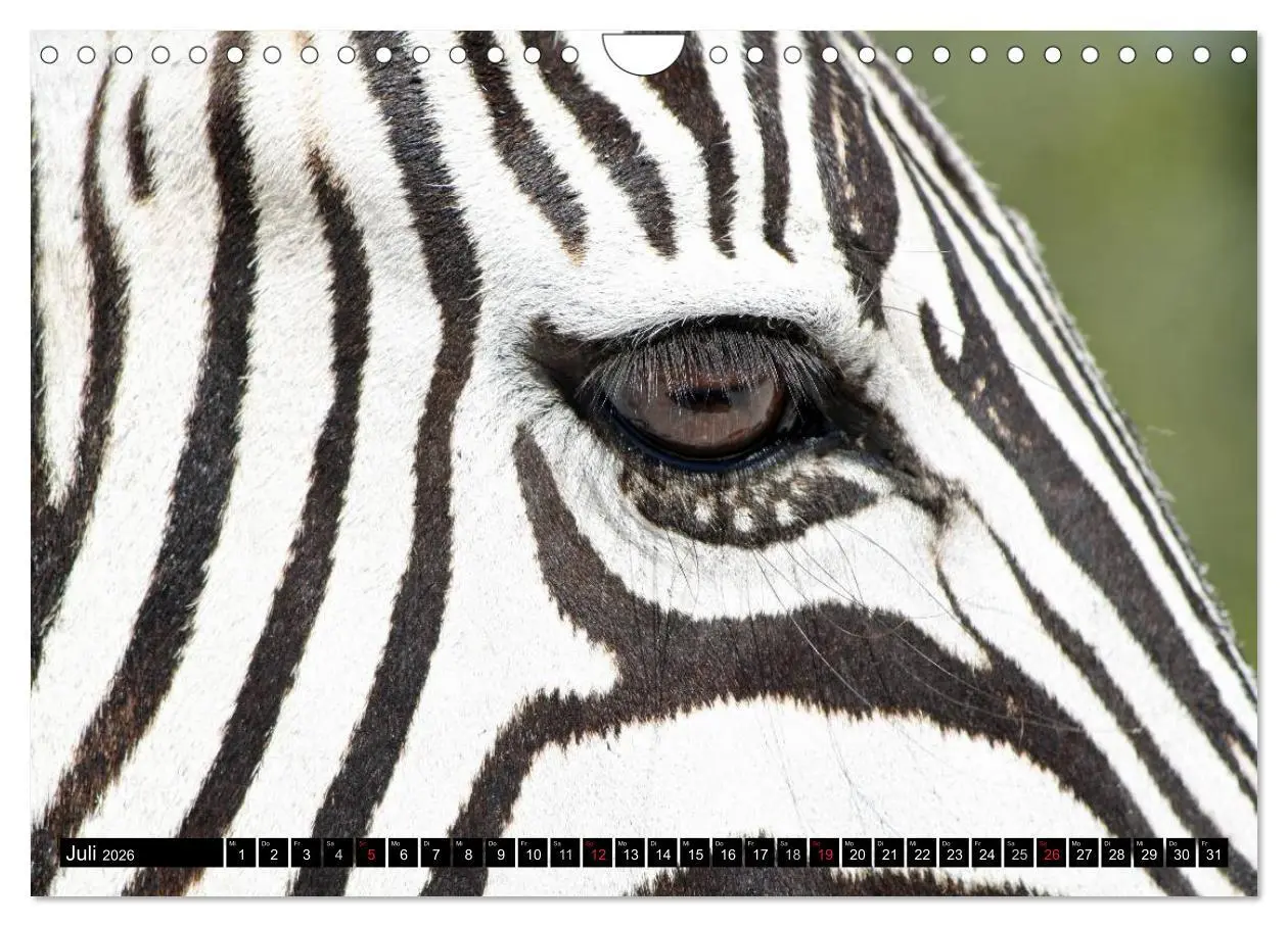 Bild: 9783516131789 | Zebras - Ungezähmte Kraft (Wandkalender 2026 DIN A4 quer), CALVENDO...