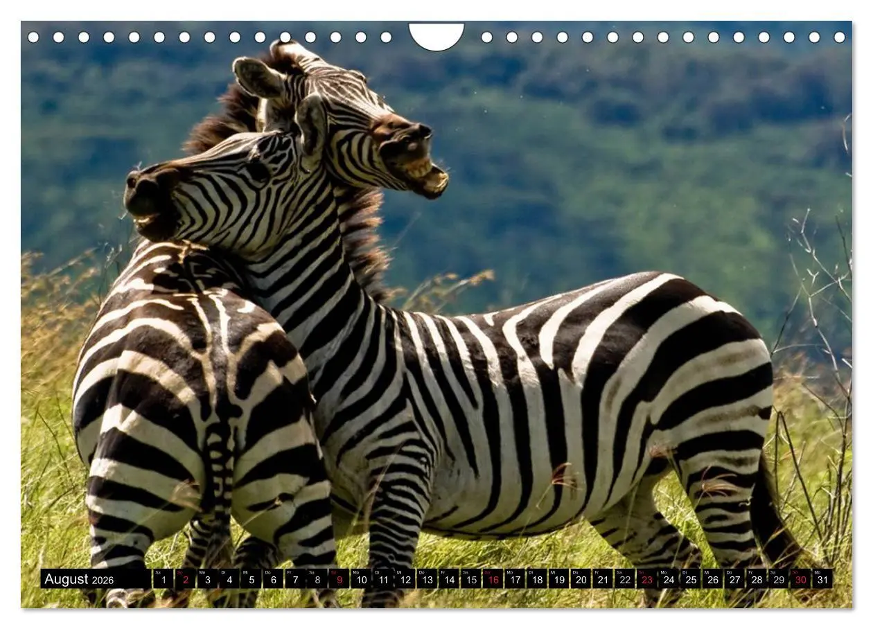 Bild: 9783516131789 | Zebras - Ungezähmte Kraft (Wandkalender 2026 DIN A4 quer), CALVENDO...
