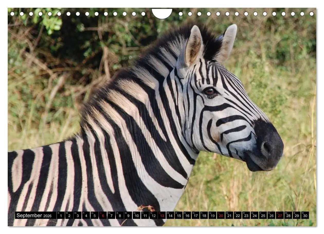 Bild: 9783516131789 | Zebras - Ungezähmte Kraft (Wandkalender 2026 DIN A4 quer), CALVENDO...