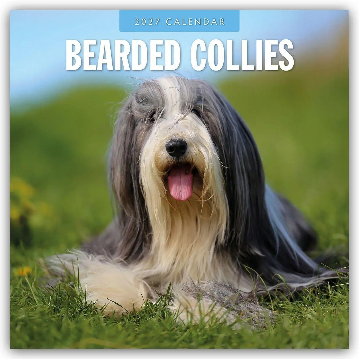 Cover: 9781837011889 | Bearded Collies - Bearded Collie 2027 - 16-Monatskalender | Robin Red