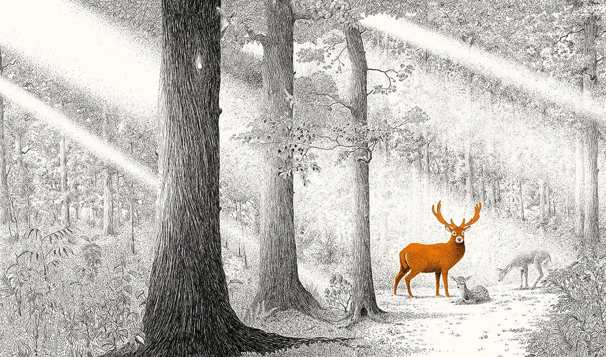 Bild: 9783772531989 | Versteckt im Wald | Philippe Jalbert | Buch | 32 S. | Deutsch | 2025
