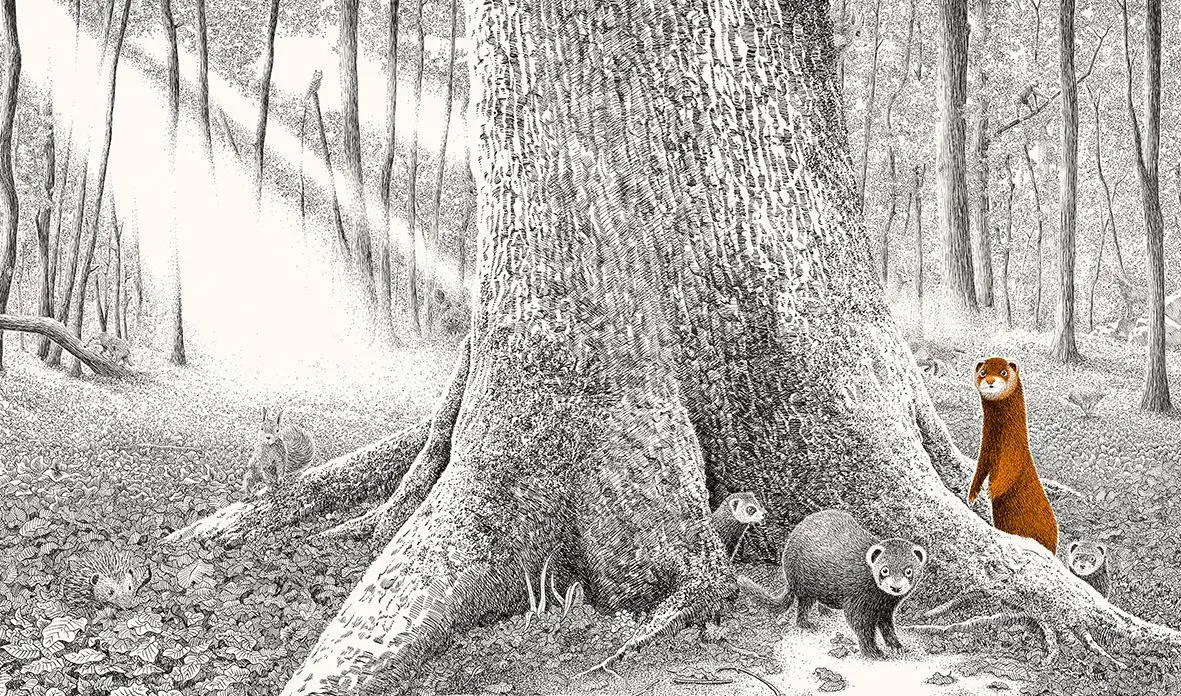 Bild: 9783772531989 | Versteckt im Wald | Philippe Jalbert | Buch | 32 S. | Deutsch | 2025