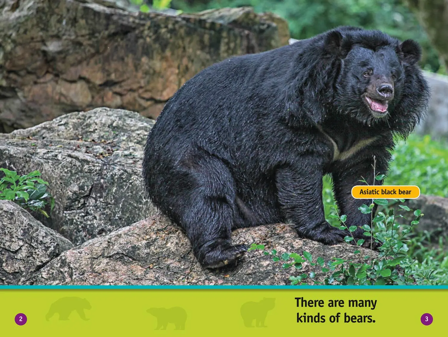 Bild: 9780008422189 | All About Bears | Level 1 | Jennifer Szymanski (u. a.) | Taschenbuch