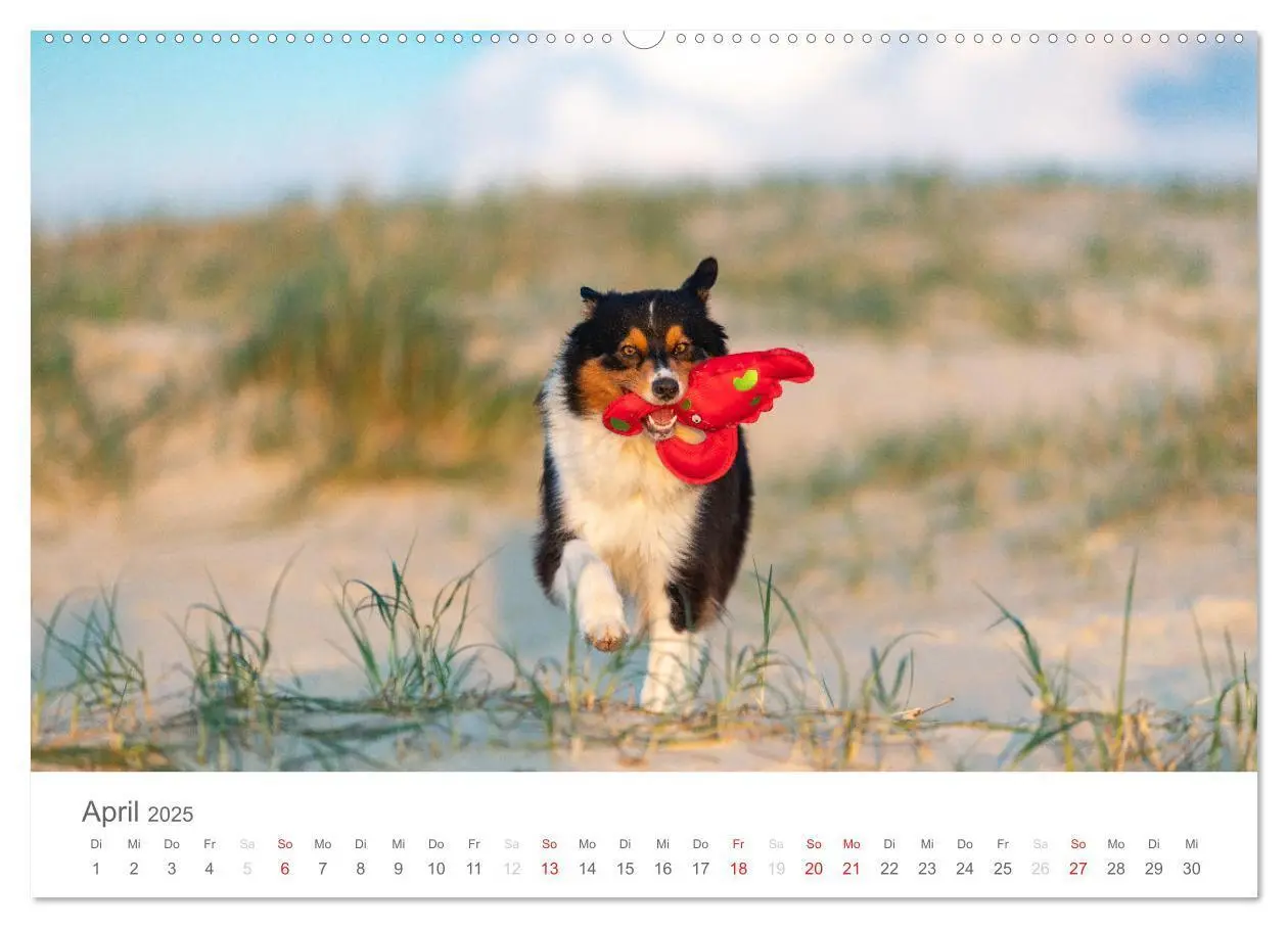 Bild: 9783435672189 | Australian Shepherd 2025 (Wandkalender 2025 DIN A2 quer), CALVENDO...