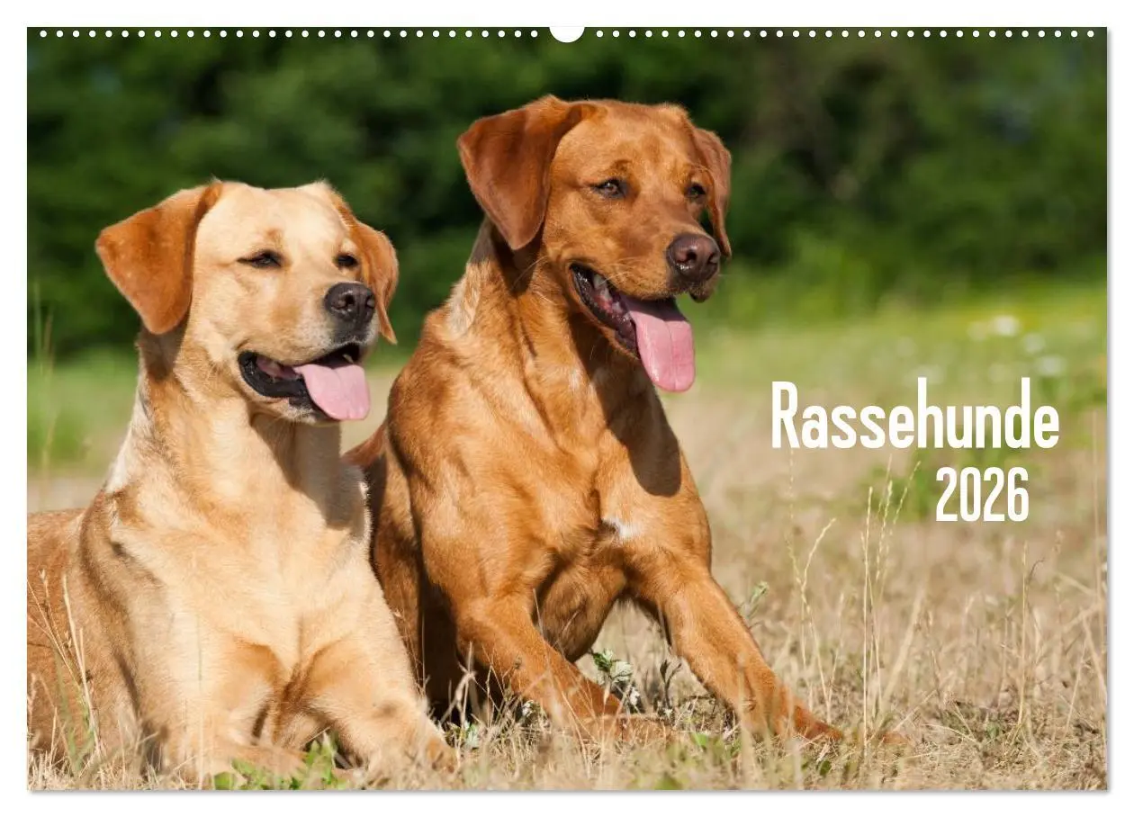 Cover: 9783516162189 | Rassehunde (Wandkalender 2026 DIN A2 quer), CALVENDO Monatskalender