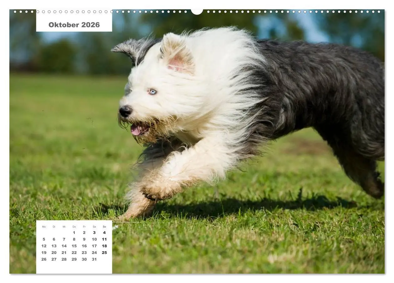 Bild: 9783516162189 | Rassehunde (Wandkalender 2026 DIN A2 quer), CALVENDO Monatskalender
