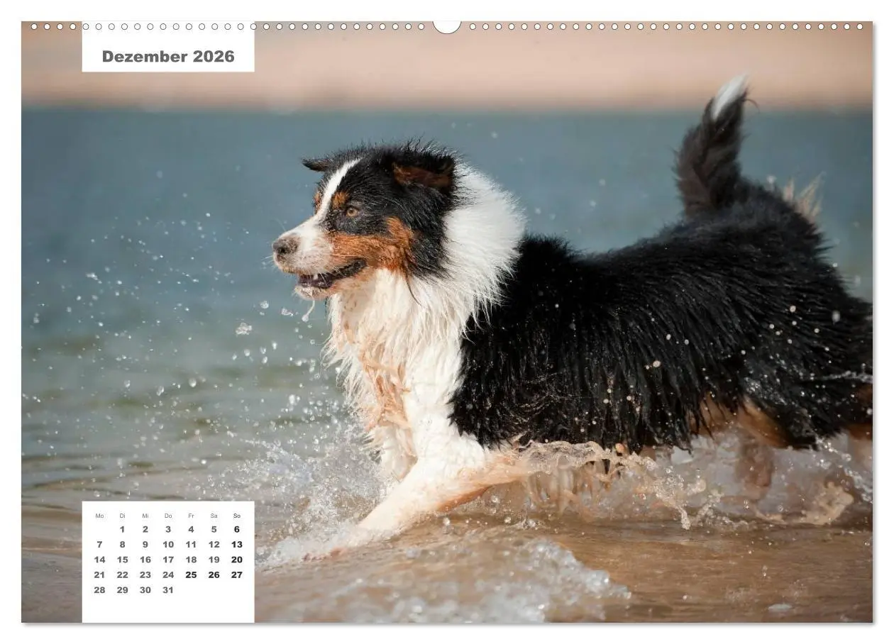 Bild: 9783516162189 | Rassehunde (Wandkalender 2026 DIN A2 quer), CALVENDO Monatskalender