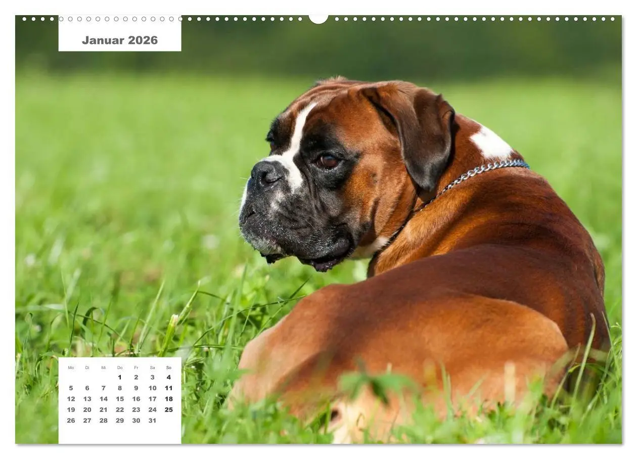 Bild: 9783516162189 | Rassehunde (Wandkalender 2026 DIN A2 quer), CALVENDO Monatskalender