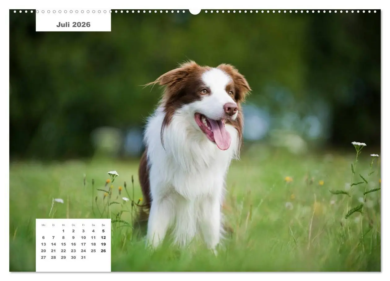 Bild: 9783516162189 | Rassehunde (Wandkalender 2026 DIN A2 quer), CALVENDO Monatskalender