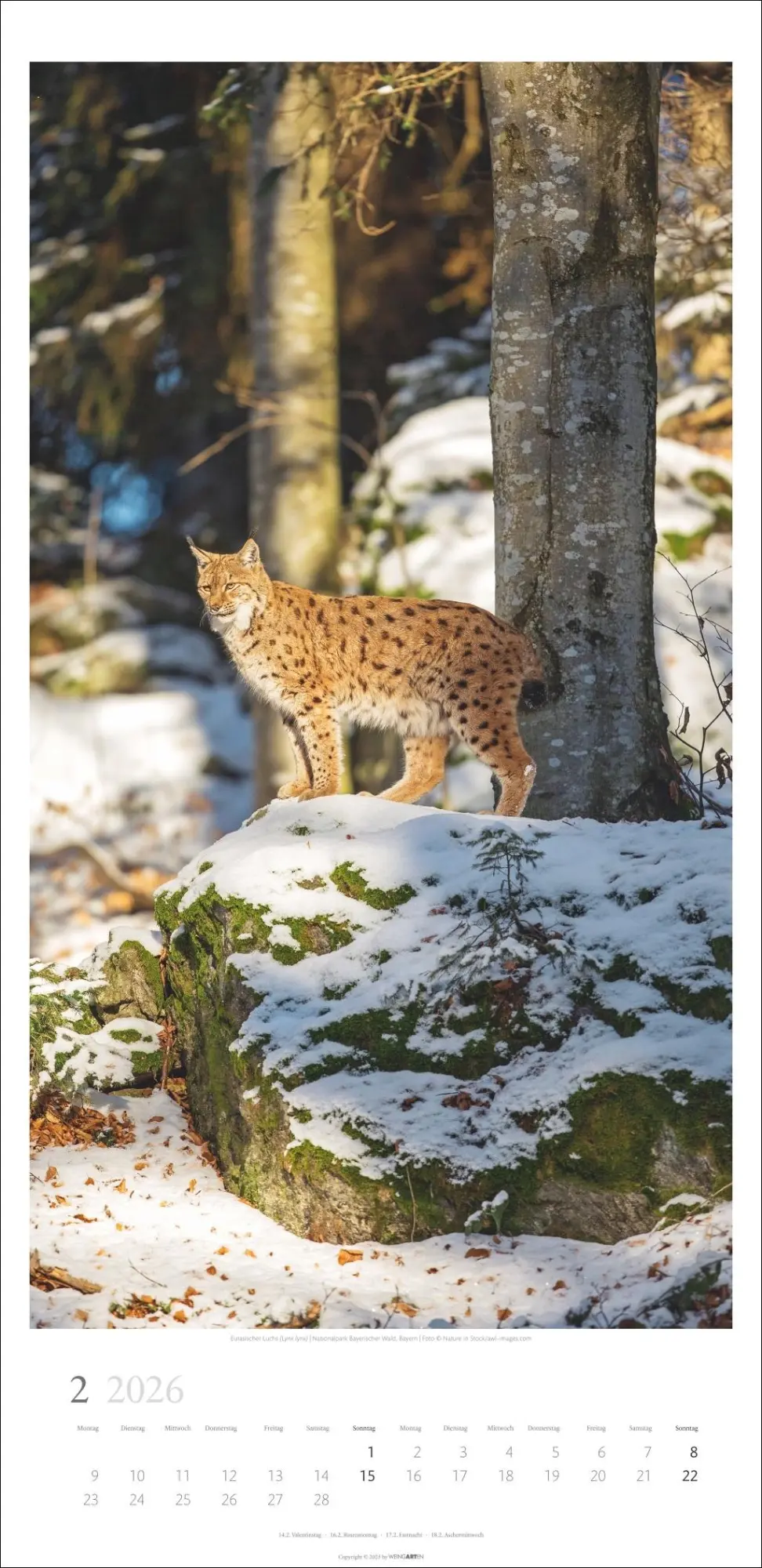 Bild: 9783839902189 | Im Wald Kalender 2026 | Kalender | Spiralbindung | 14 S. | Deutsch