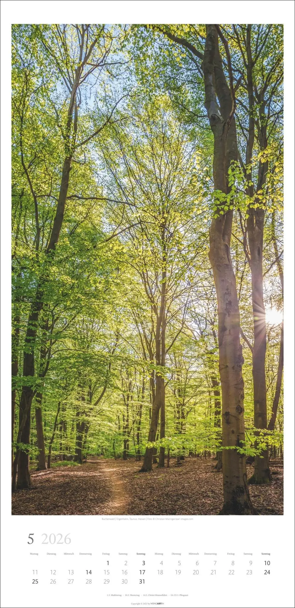 Bild: 9783839902189 | Im Wald Kalender 2026 | Kalender | Spiralbindung | 14 S. | Deutsch