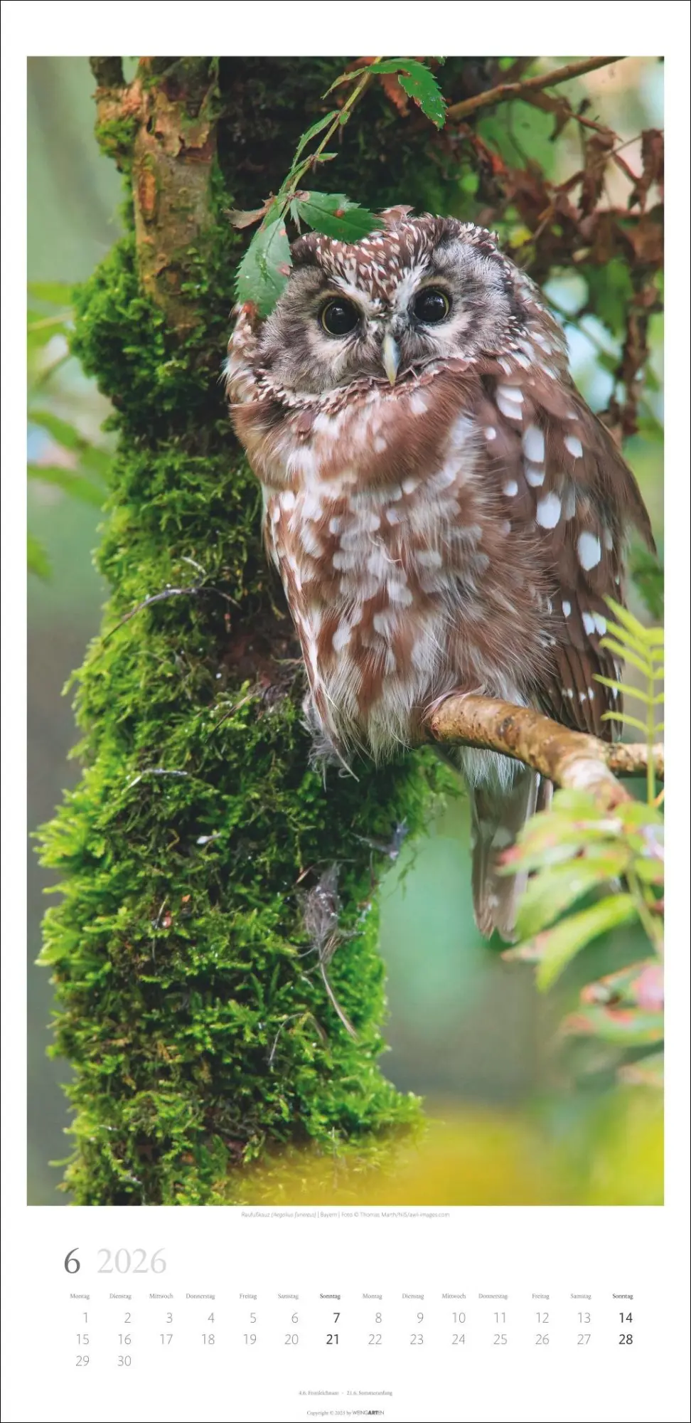 Bild: 9783839902189 | Im Wald Kalender 2026 | Kalender | Spiralbindung | 14 S. | Deutsch