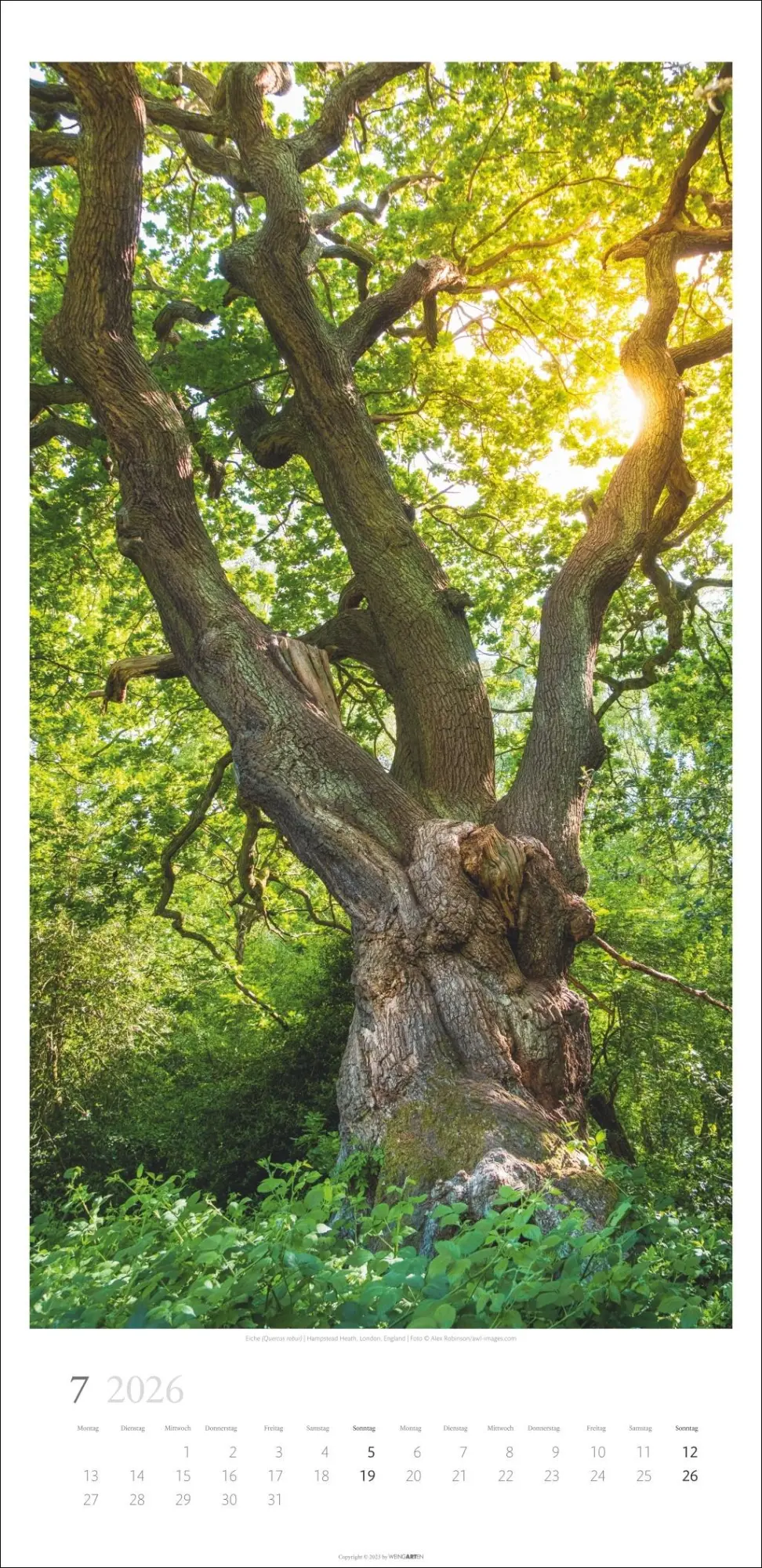 Bild: 9783839902189 | Im Wald Kalender 2026 | Kalender | Spiralbindung | 14 S. | Deutsch
