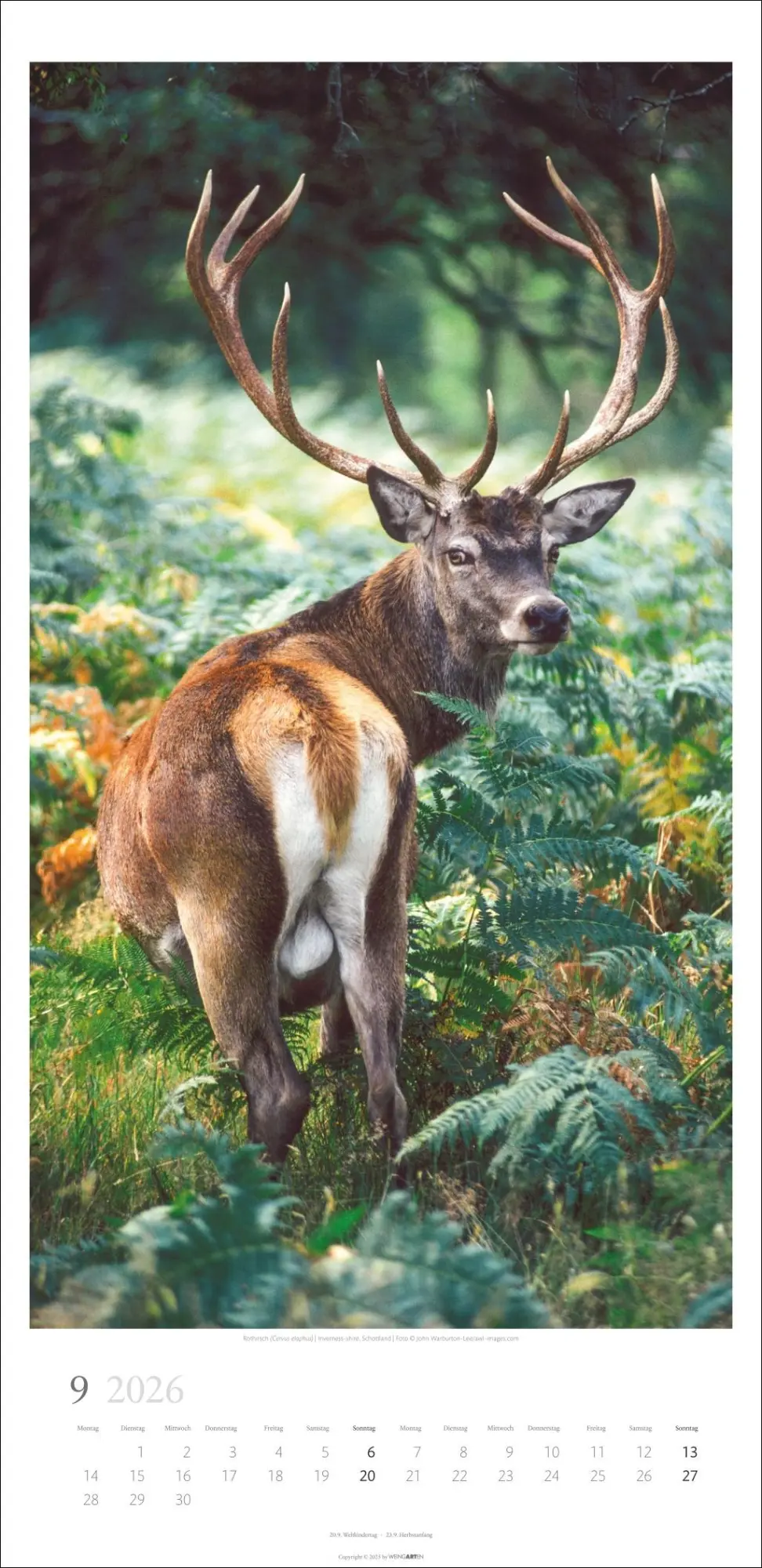 Bild: 9783839902189 | Im Wald Kalender 2026 | Kalender | Spiralbindung | 14 S. | Deutsch