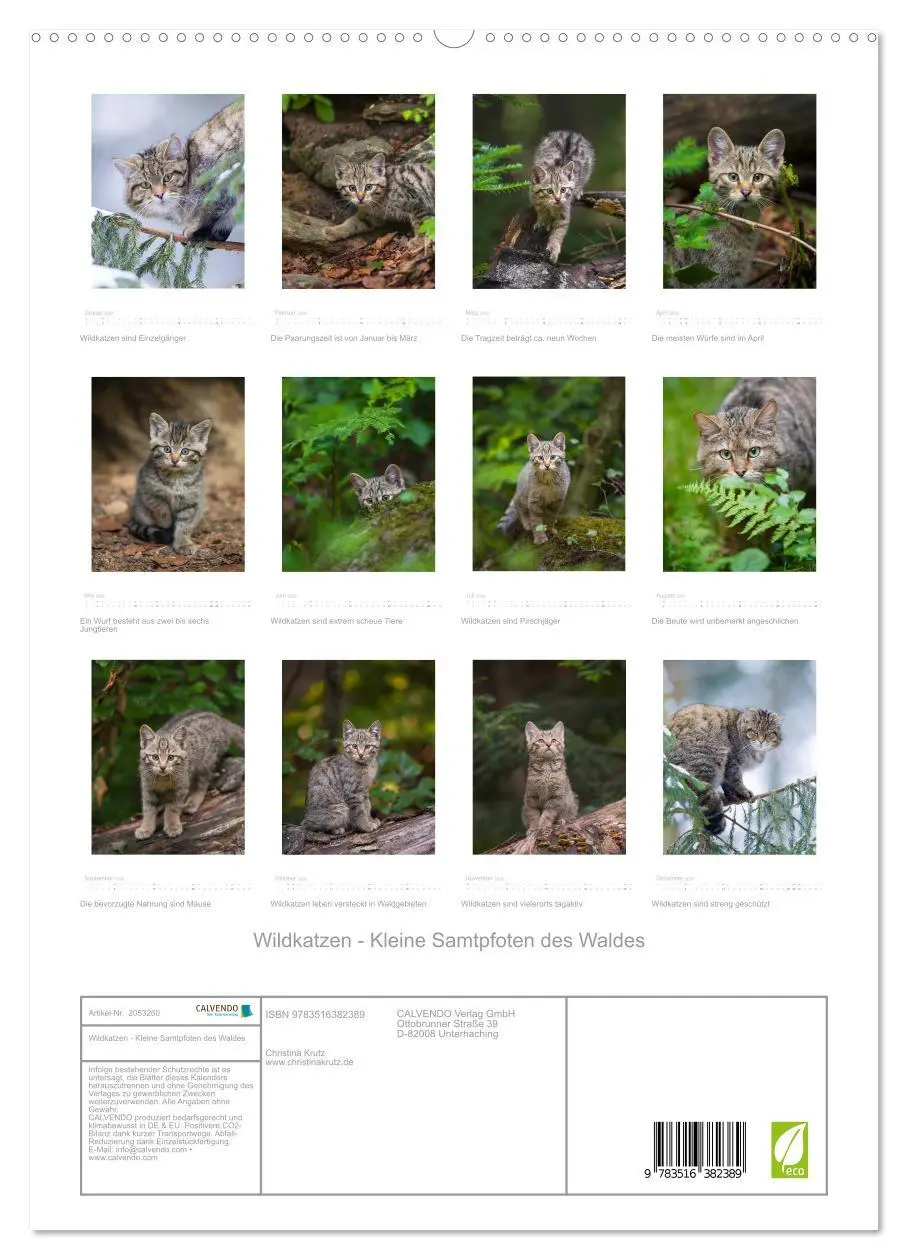 Bild: 9783516382389 | Wildkatzen - Kleine Samtpfoten des Waldes (hochwertiger Premium...