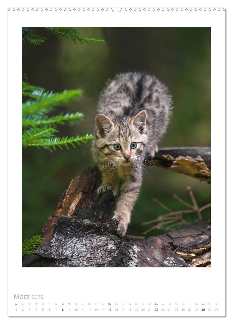 Bild: 9783516382389 | Wildkatzen - Kleine Samtpfoten des Waldes (hochwertiger Premium...
