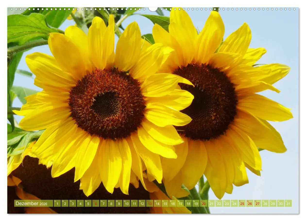 Bild: 9783457802489 | Sonnenblumenwelt (Wandkalender 2026 DIN A2 quer), CALVENDO...