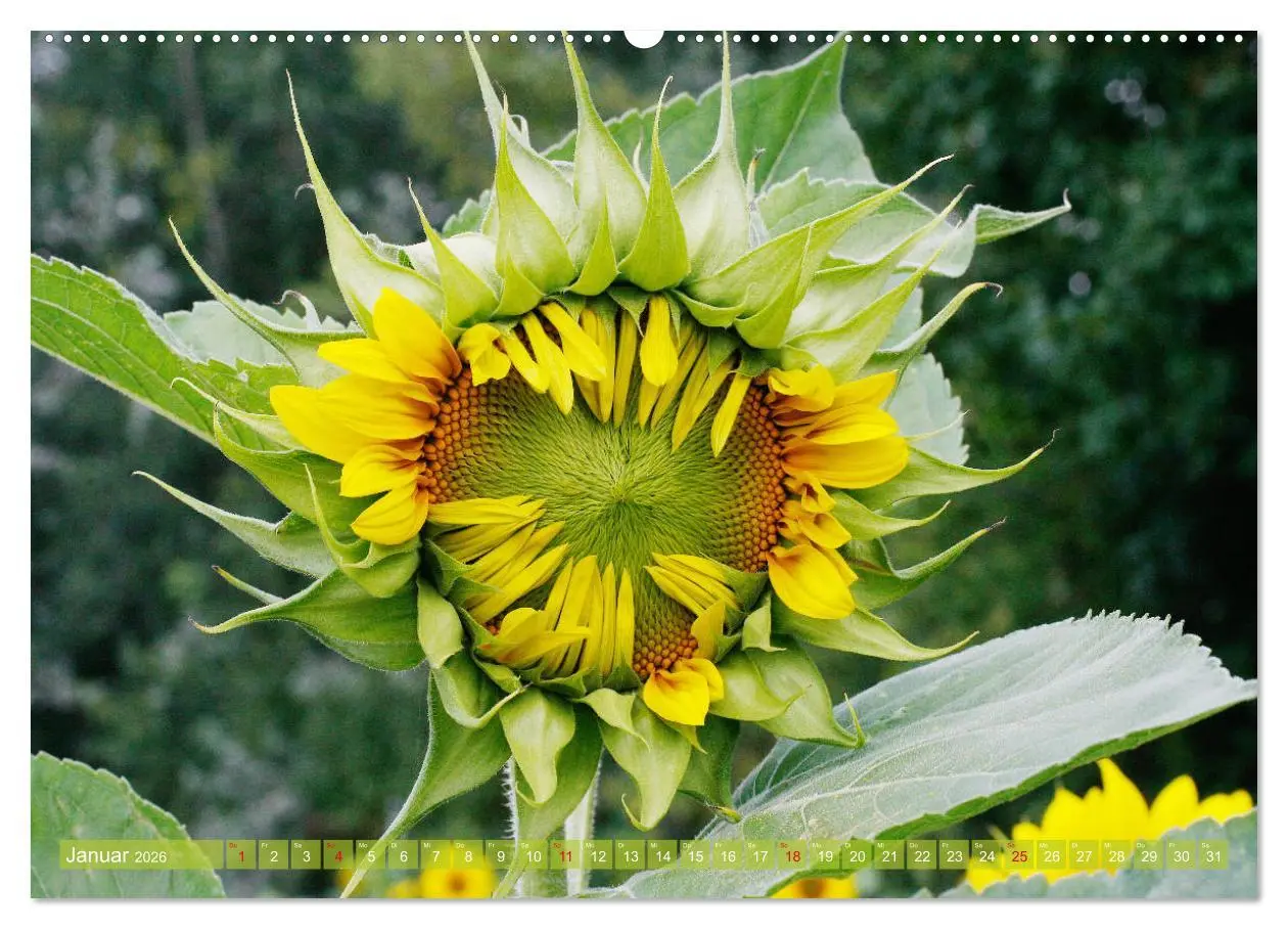 Bild: 9783457802489 | Sonnenblumenwelt (Wandkalender 2026 DIN A2 quer), CALVENDO...
