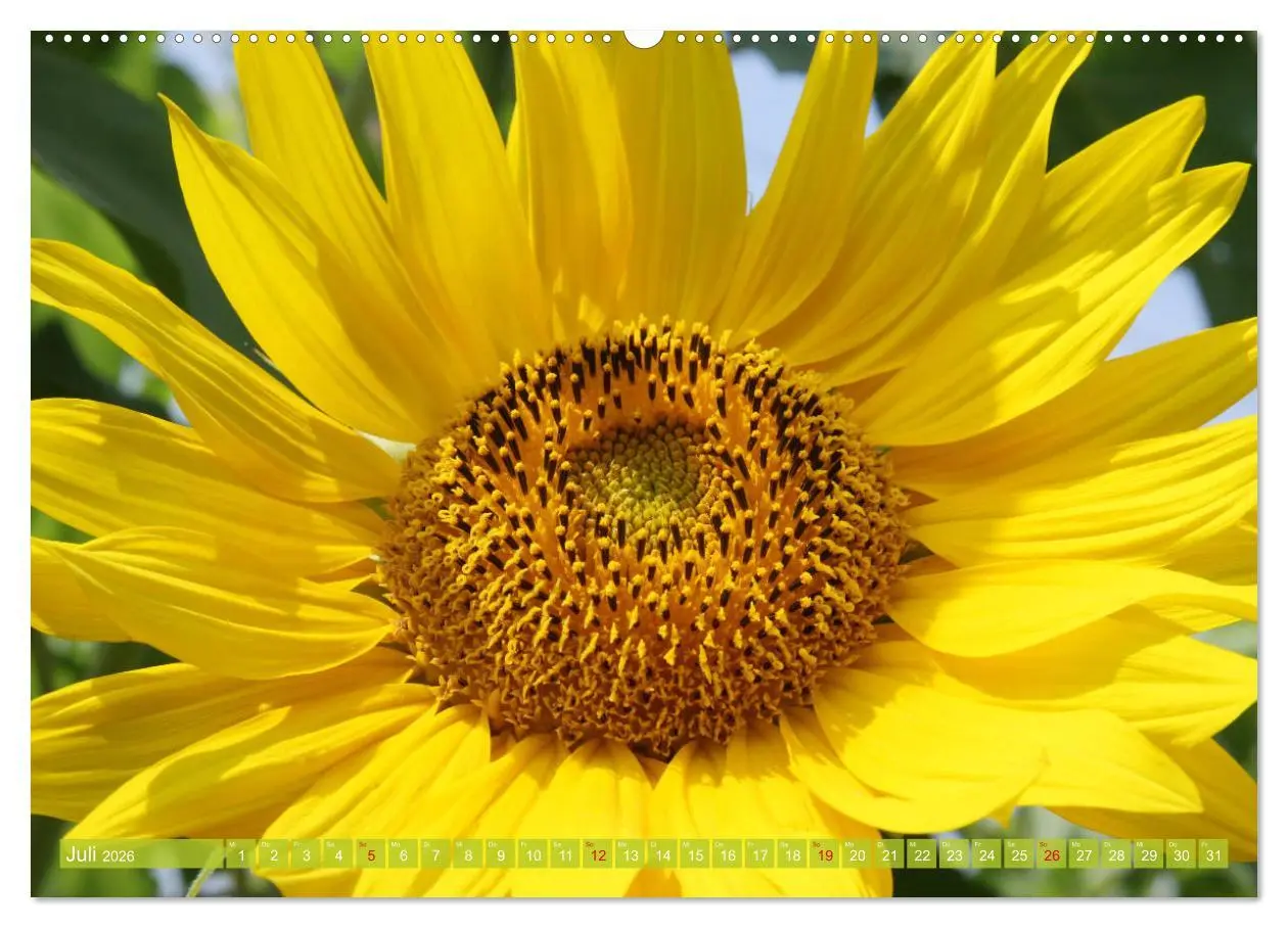 Bild: 9783457802489 | Sonnenblumenwelt (Wandkalender 2026 DIN A2 quer), CALVENDO...