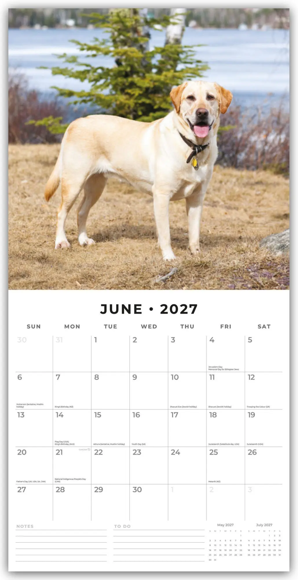 Bild: 9781837012589 | Labrador Retrievers - Labrador Retriever 2027 - 16-Monatskalender