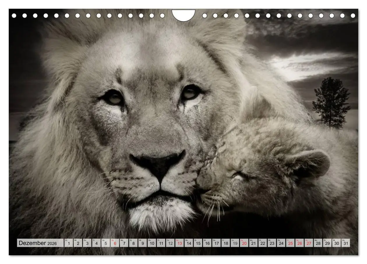 Bild: 9783516052589 | Wilde Tiere in schwarz-weiß (Wandkalender 2026 DIN A4 quer),...