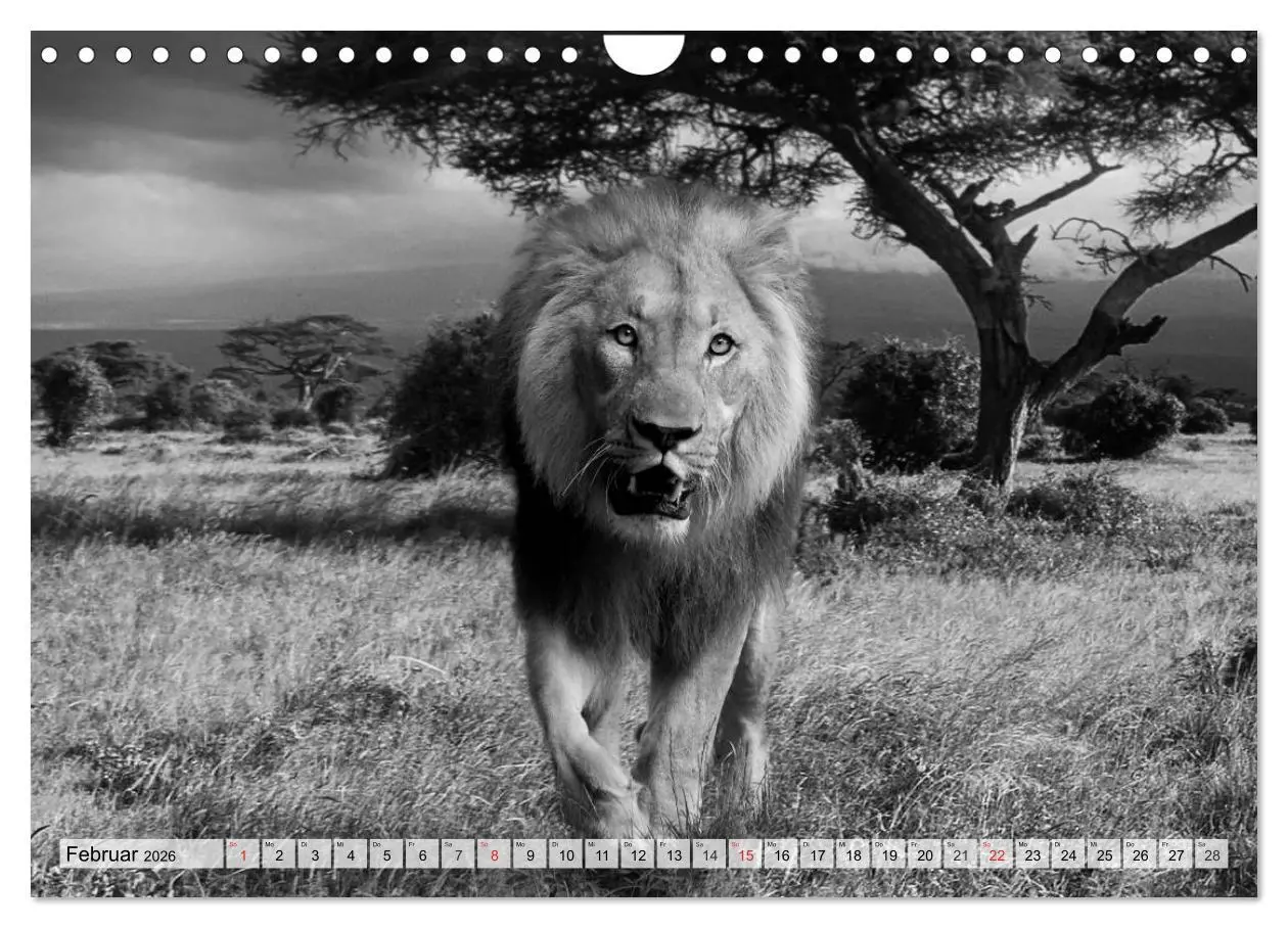 Bild: 9783516052589 | Wilde Tiere in schwarz-weiß (Wandkalender 2026 DIN A4 quer),...